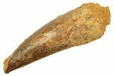 Juvenile Fossil Spinosaurus Tooth - Real Dinosaur Tooth #298402-1